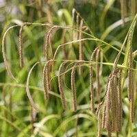 Tráva Carex Pendula