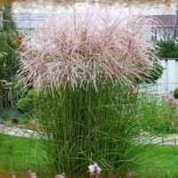 Tráva Miscanthus Kleine Fontane