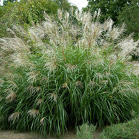 Tráva Miscanthus Silberfeder