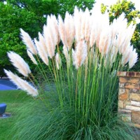 Pampová tráva Cortaderia White