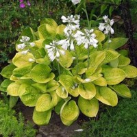 Hosta Maui Buttercups