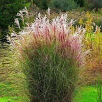 Tráva Miscanthus Morning Light