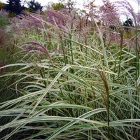 Tráva Miscanthus Variegatus