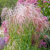 Tráva Miscanthus Flamingo