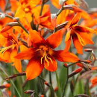 Crocosmia Emily McKenzie - 5 ks v balení