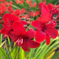 Crocosmia Hellfire - 3 ks v balení