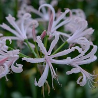 Nerine Ostara