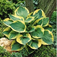 Hosta Twilight