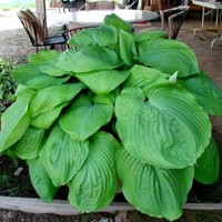 Hosta Jurassic Park