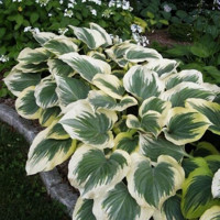 Hosta Final Victory