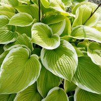 Hosta Tropicana