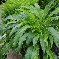 Hosta Green Bag