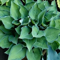 Hosta Punky