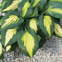 Hosta Smash Hit