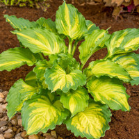 Hosta Lakeside Paisley Print