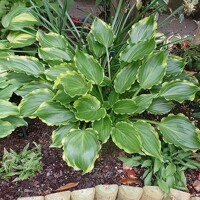 Hosta Tea At Bettys