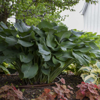 Hosta Krossa Regal