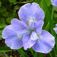 Iris Sibirica Dear Delight