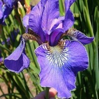 Iris Sibirica Ever Again