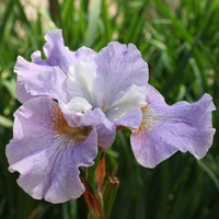 Iris Sibirica Pleasure Of May