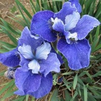 Iris Sibirica Regency Belle