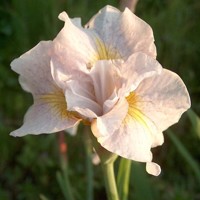 Iris Sibirica Lemon Veil