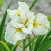 Iris Sibirica Moon Silk