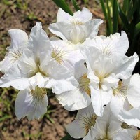 Iris Sibirica Not Quite White