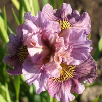 Iris Sibirica Mad Hat