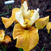 Iris Sibirica Buttescotch Fizz