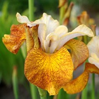 Iris Sibirica Ginger Twist