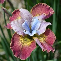 Iris Sibirica Sugar Rush