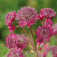 Astrantia Primadonna