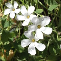 Oxalis White Spider - 2 ks v balení