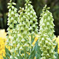 Korunkovka Persica Ivory Bells 1ks