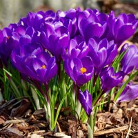 Krokus veľkokvetý Flower Record - 5 ks v balení