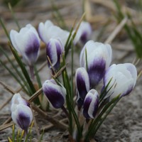 Krokus botanický Blue Bird - 5 ks v balení