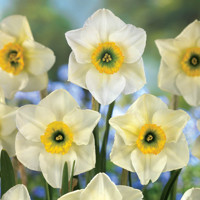 Narcis Lancaster 1ks