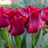 Tulipany Red Dress - 3 ks v balení