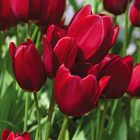 Tulipany mnohokveté Georgette Red - 5 ks v balení