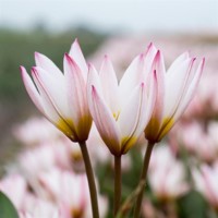 Tulipany botanické Hilde - 3 ks v balení