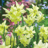 Narcis Exotic Mystery 1ks