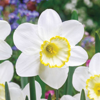 Narcis Frosty Snow 1ks