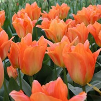 Tulipany nízke Orange Glow - 5 ks v balení