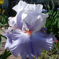 Iris Platinum Jubilee