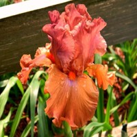 Iris Safari Sunset