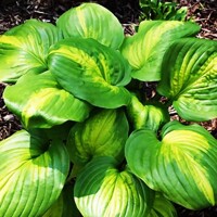 Hosta Avocado