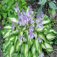 Hosta Fantasy Island