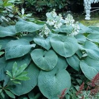 Hosta Big Daddy