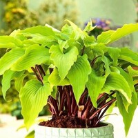 Hosta Goosberry Sundae